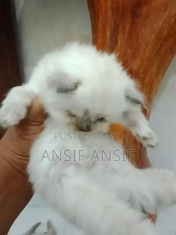 Himalayan Kitten