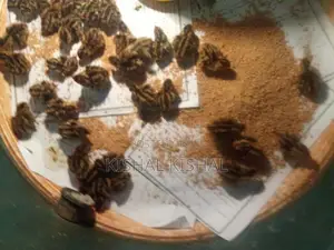 காடை குகுஞ்சுகள்