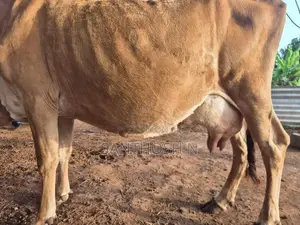 பால் மாடு