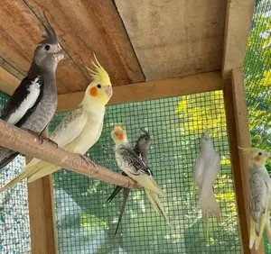 Cocktail Birds