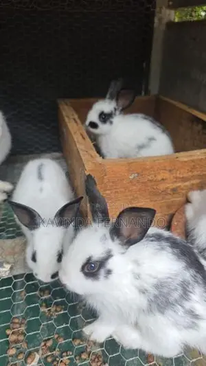 Rabbit