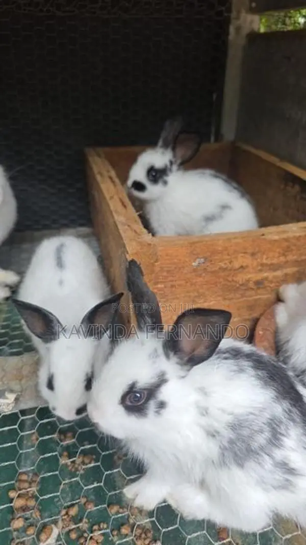 Rabbit