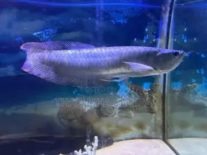 Silver Arowana