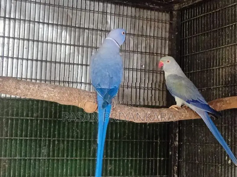 Ringneck Birds