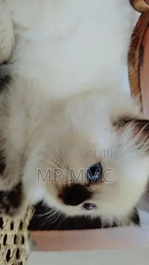 Himalayan Cat