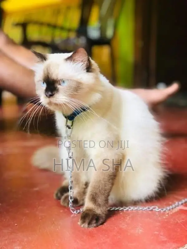 Persian Cat