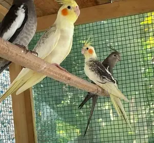 Cocktail Birds