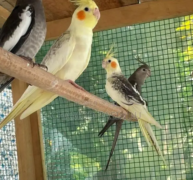 Cocktail Birds