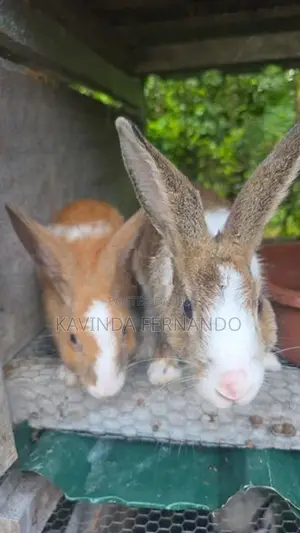 Rabbit