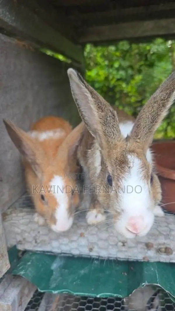 Rabbit