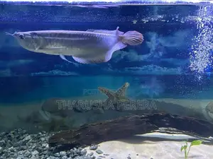 Silver Arowana