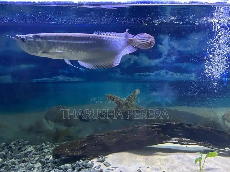 Silver Arowana