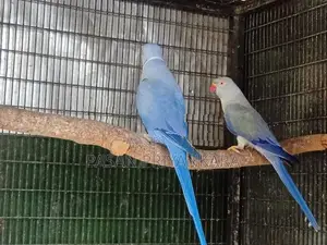 Ringneck Birds