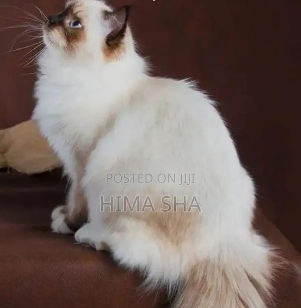 Persian Cat