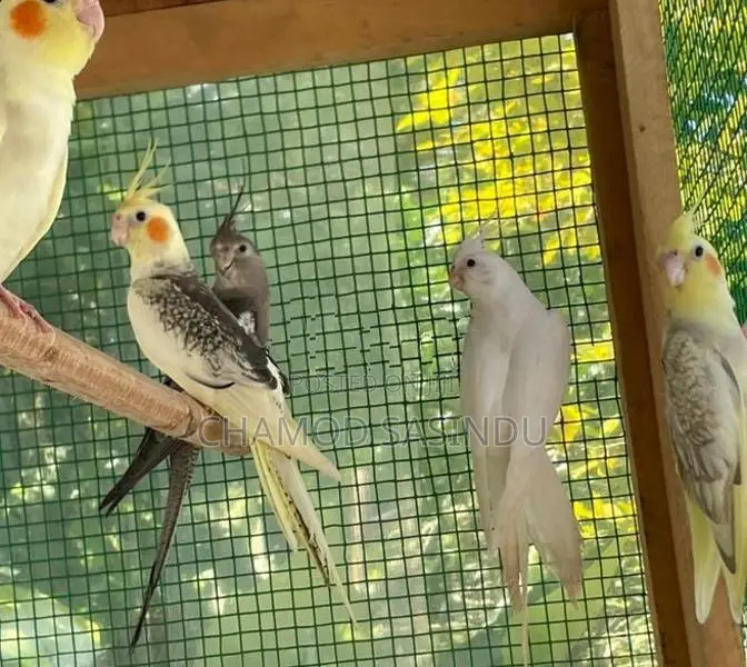 Cocktail Birds