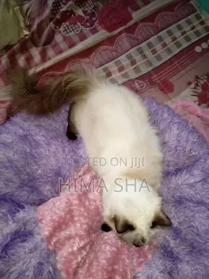 Persian Cat