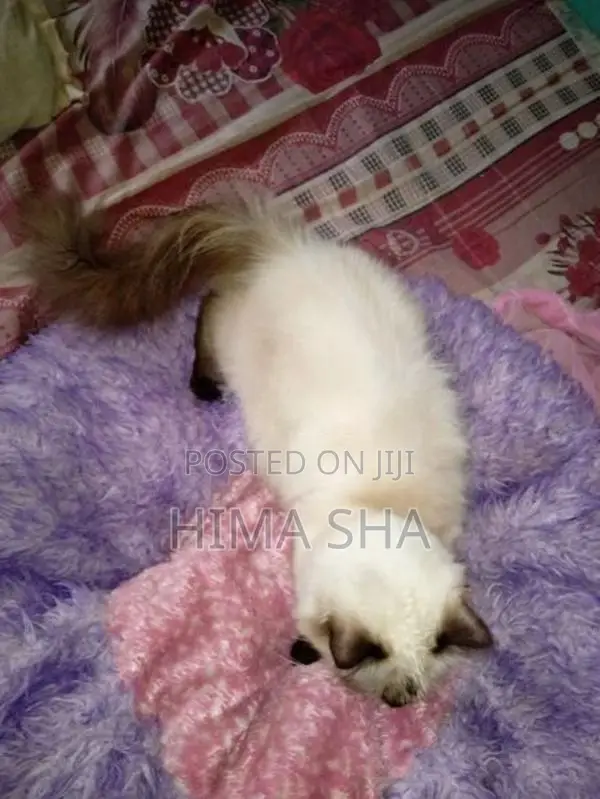 Persian Cat