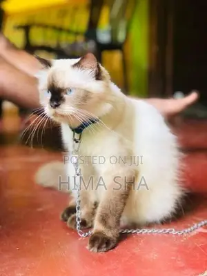 Persian Cat