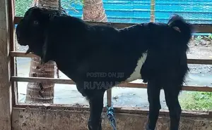 கிடாய் ஆடு