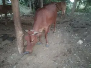 කිරි ගවයින්