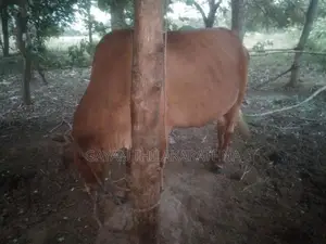කිරි ගවයින්