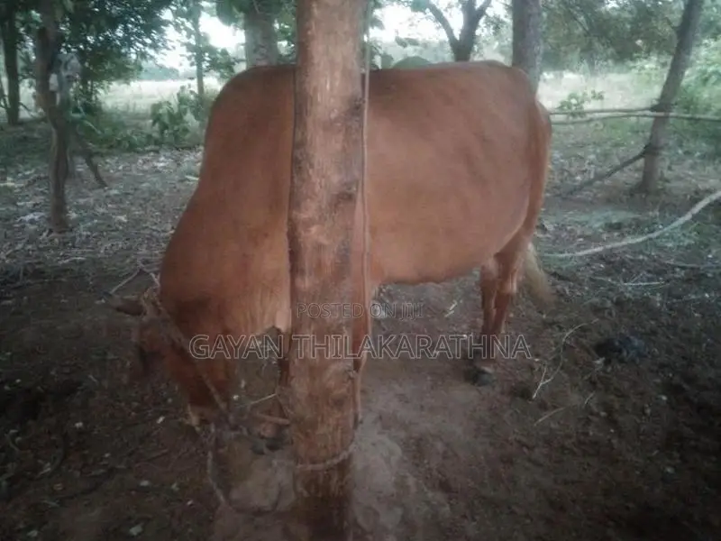 කිරි ගවයින්