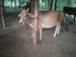 කිරි ගවයින්