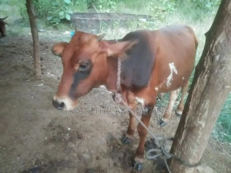 කිරි ගවයින්