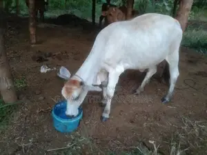 කිරි ගවයින්