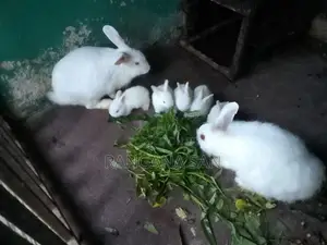 Angora Rabbits