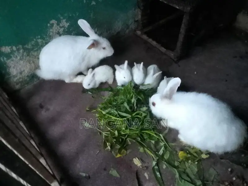 Angora Rabbits