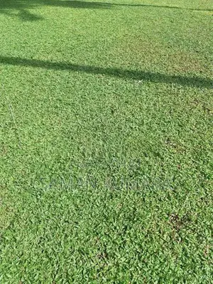 Malaysian Grass
