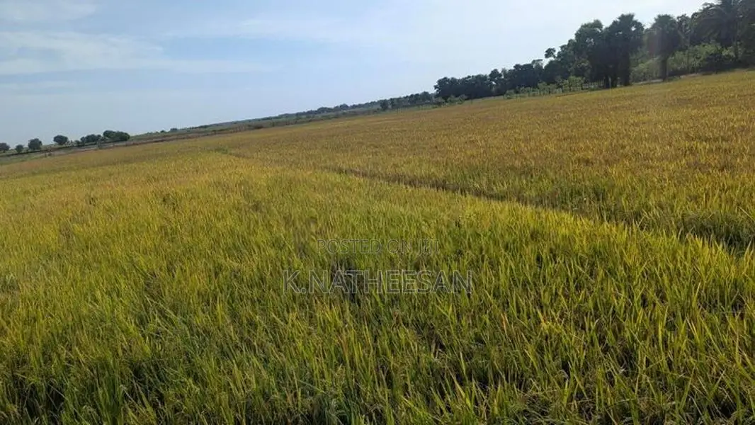 Paddy seeds