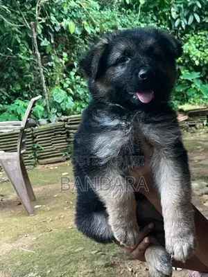 German Shepherd Puppy