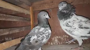 pigeons