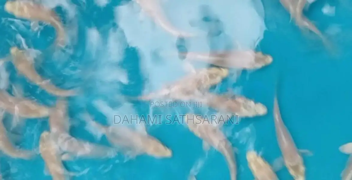PLATINUM SL KOI