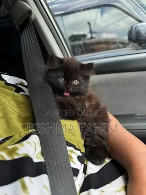 Persian Kitten