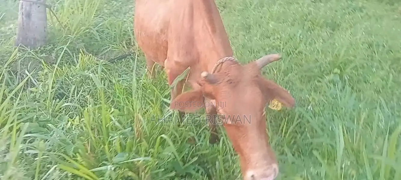 Jersey Cow