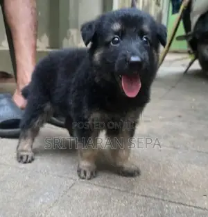 German Shepherd Puppies