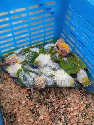 Sun Conure Birds