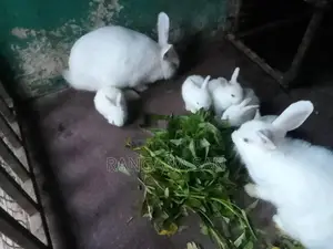 Angora Rabbits
