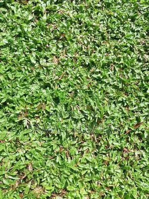 Malaysian Grass