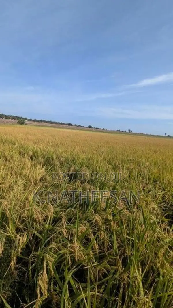 Paddy seeds