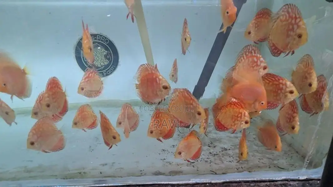 Discus Fish