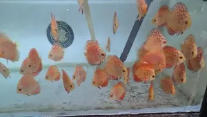 Discus Fish