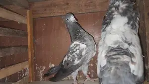 pigeons