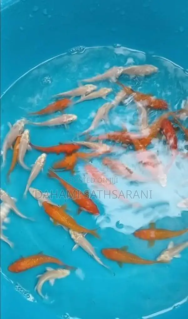 PLATINUM SL KOI