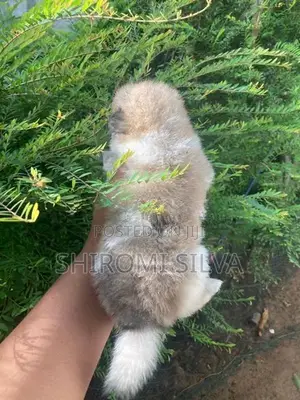 Lion pomeranian