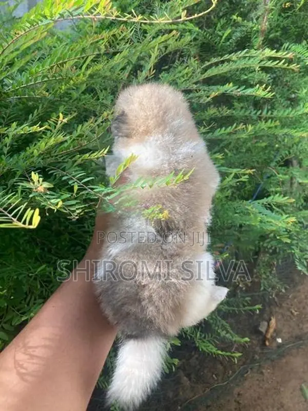 Lion pomeranian