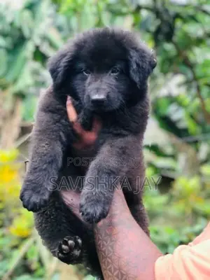 German Shepherd Long Coat Puppies